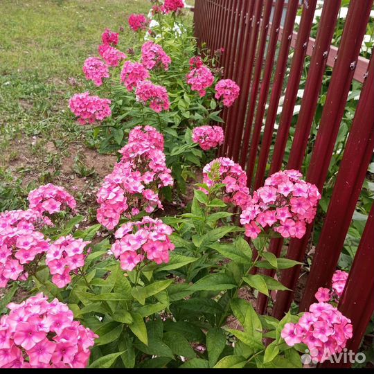 Цветы