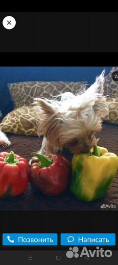 Йоркширский терьер мини