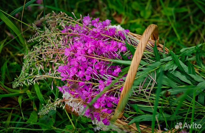 Иван чай ферментированный