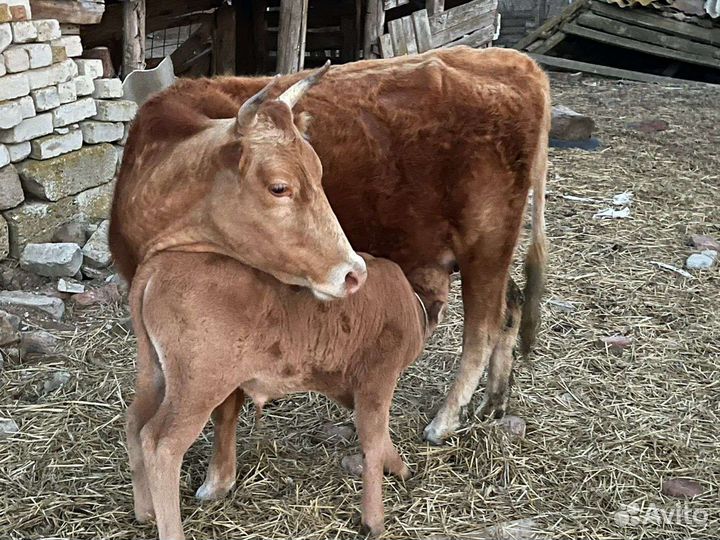 Коровы с телятами