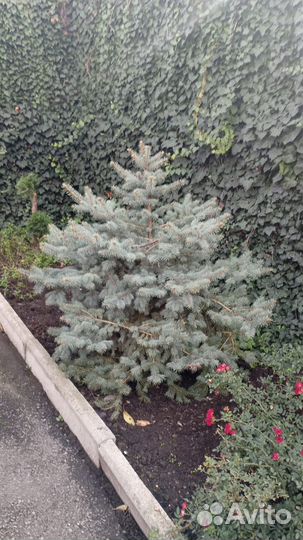 Туя смарагд