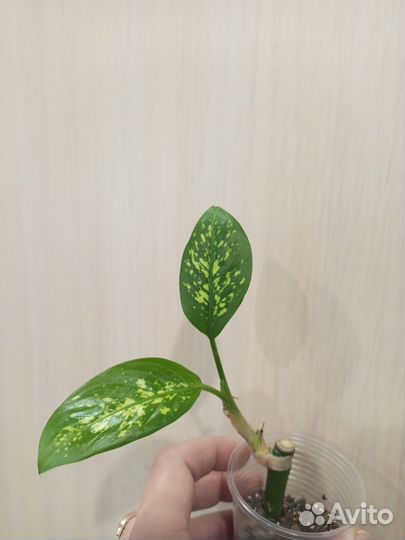 Диффенбахия