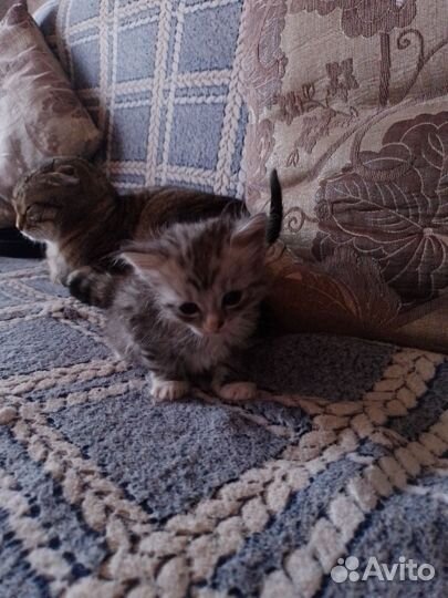 Отдам котят в добрые руки