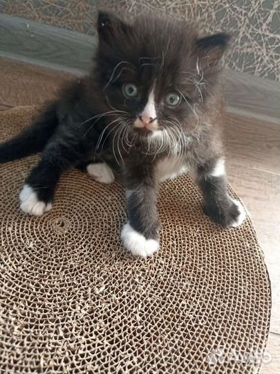 Тайский котик