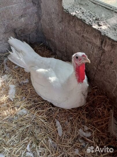 Тушки индеек