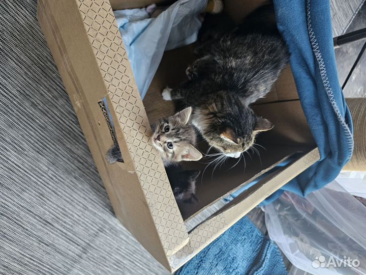 Отдам в добрые руки