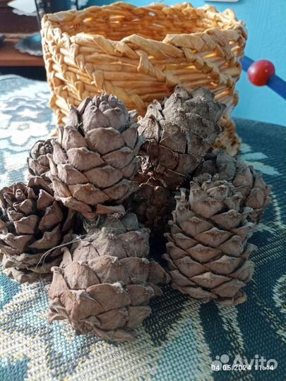 Шишки. Ракушки