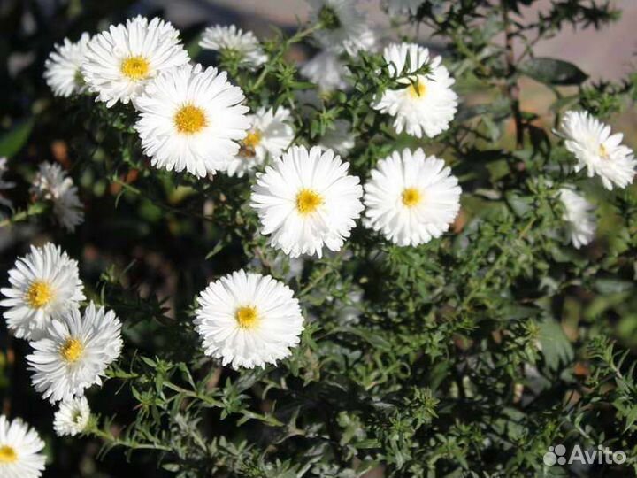 Сентябрина