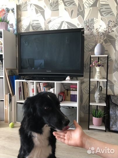 Передержка и уход животных