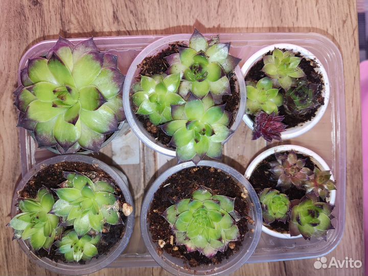 Молодило каменная роза