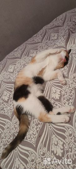 Кошка в дар бесплатно