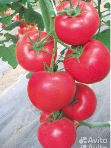 Семена ультроскороспелых томатов Элисf1