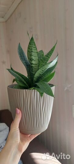 Сансевиерия тещин язык