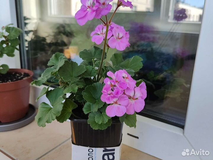 Пеларгония герань