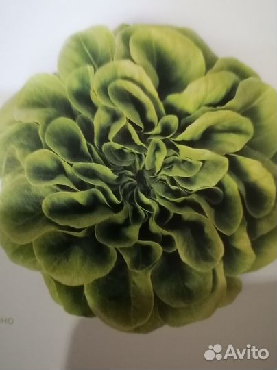 Салатная продукция