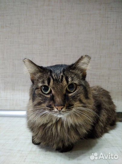 Кошка Виста