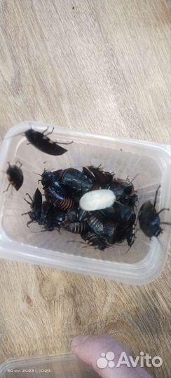 Тараканы,корм для птиц и риптилий