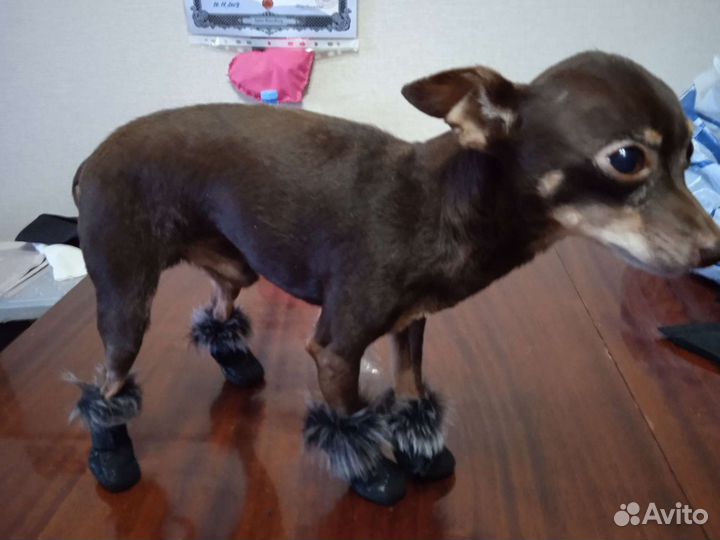 Сапожки для мелких собак