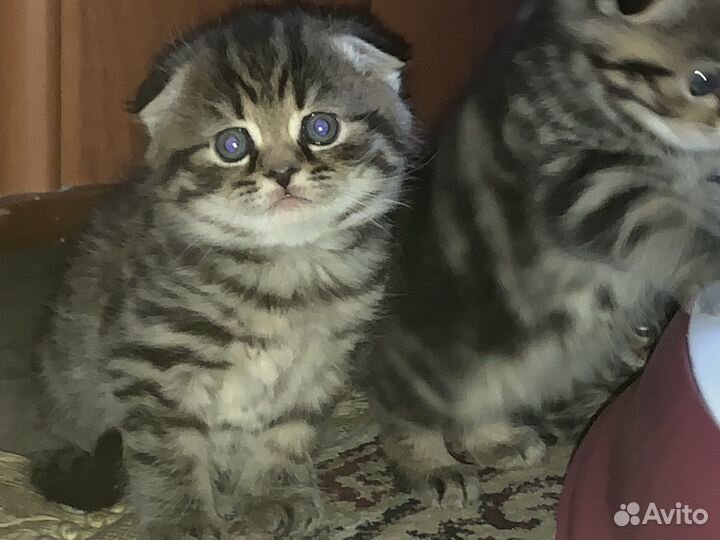 Котята шотландский скотишь фолд