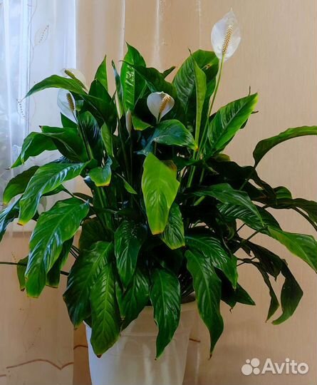 Сортовые Фуксии, Пеларгонии, Спатифиллум, эчеверии