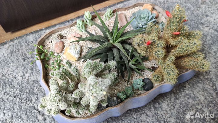 Композиция из кактусов и суккулентов