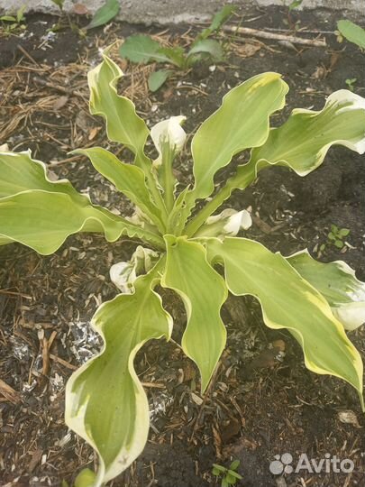 Хосты редкие