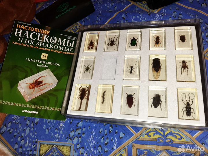 Коллекция насекомых в стекле