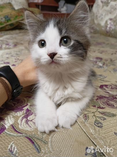 Котята