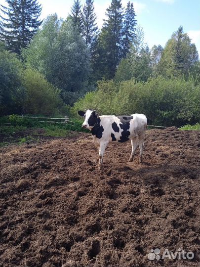 Корова тёлочка 10мес
