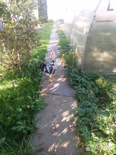 Петухи ливенские петухи и куры амераукана