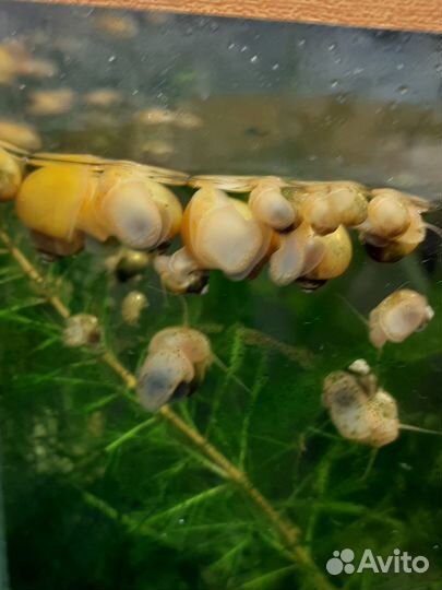 Улитки ампулярии (подростки) 15р