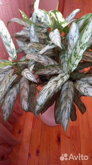 Аглаонема Сильвер Кинг