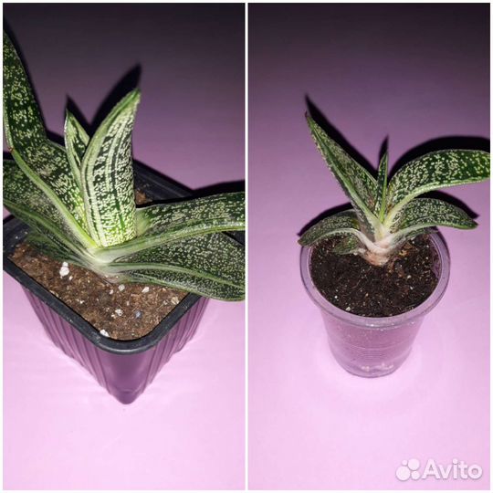 Суккуленты часть 2