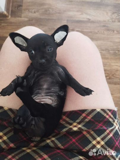 Чихуахуа, тойтерьеры, карликовые пинчеры Доставка