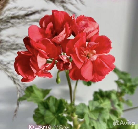 Пеларгонии сортовые