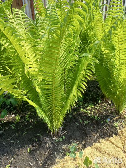 Папоротник