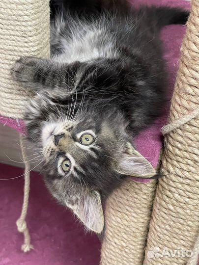 Котята Мейн-Кун