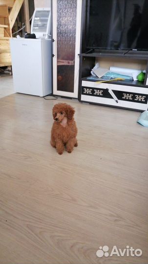 Той-пудель девочки