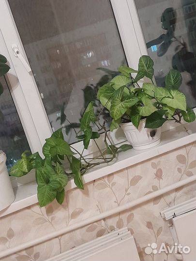 Комнатные растения цветы большие