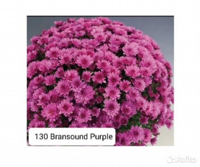 Хризантемы мультифлора