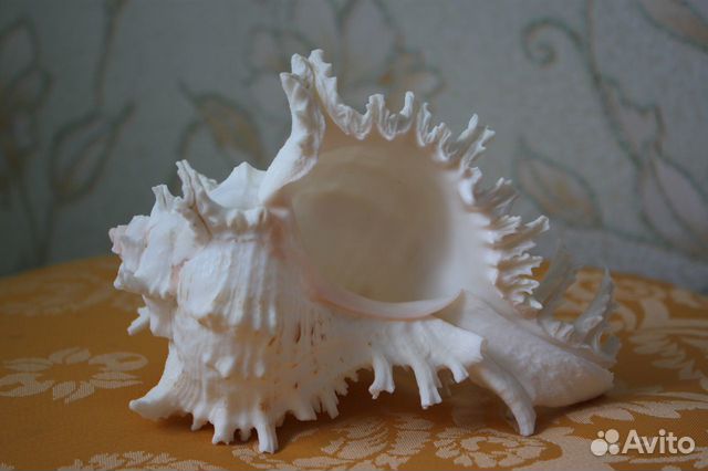 Морская раковина