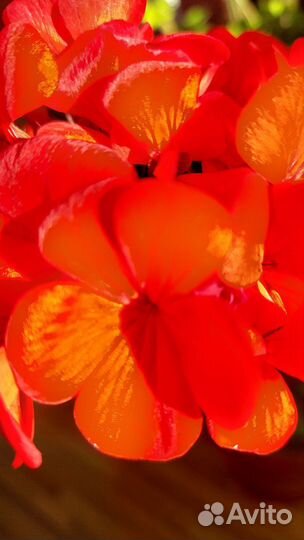 Пеларгония герань,бегония,лантана и др. растения