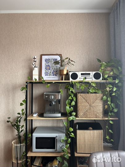 Сциндапсус