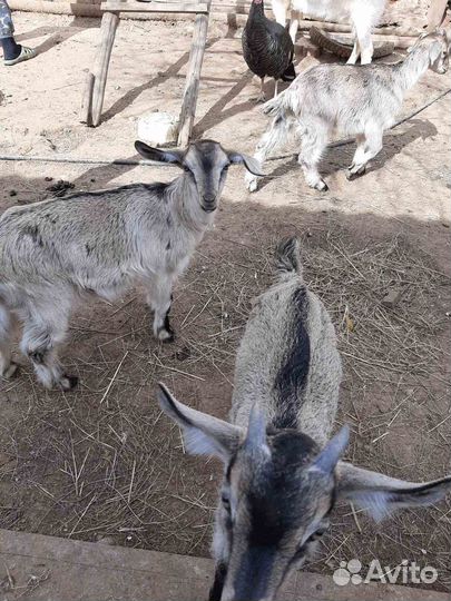 Нубийские козы15 т