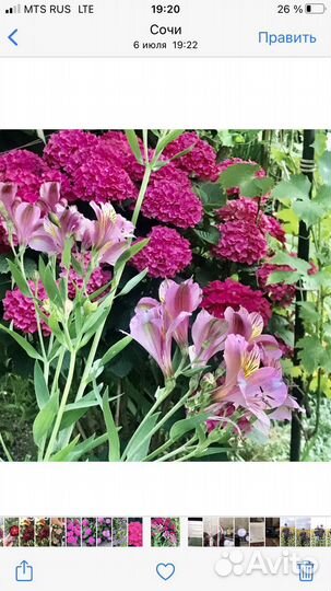 Гортензия крупнолистная