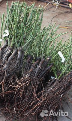 Саженцы роз