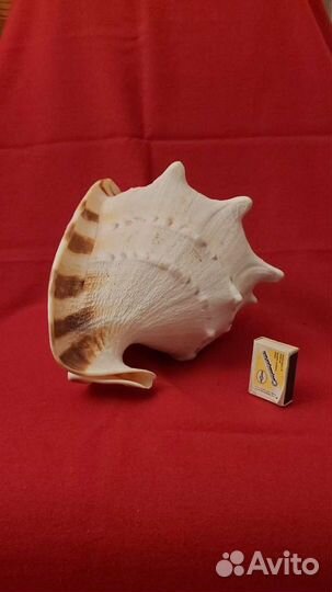 Морская раковина 28/19 см
