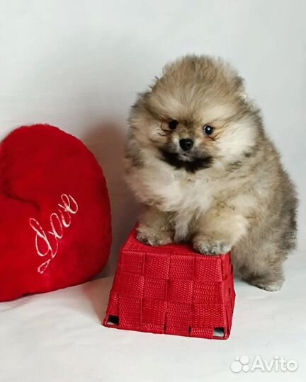 Померанский шпиц мини всех окрасов