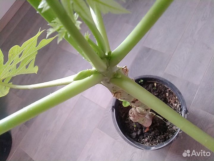 Папайя саженцы, фиттония, пеперомия