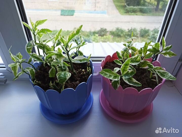 Педилантус